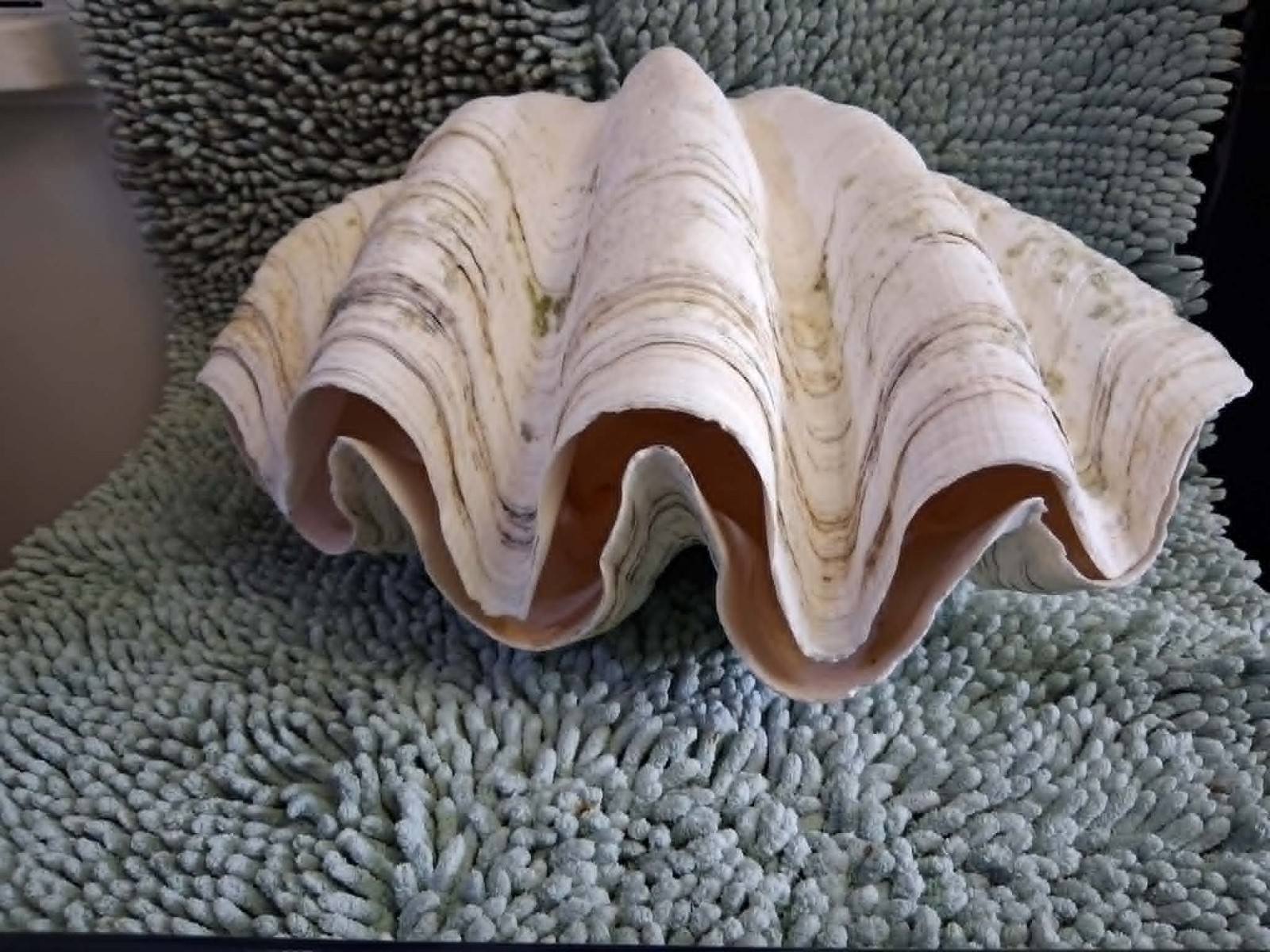 Giant Clam Shell matching pair Tridacna gigas 15x10x9 Giant Clam Shell matching pair Tridacna gigas 15x10x9