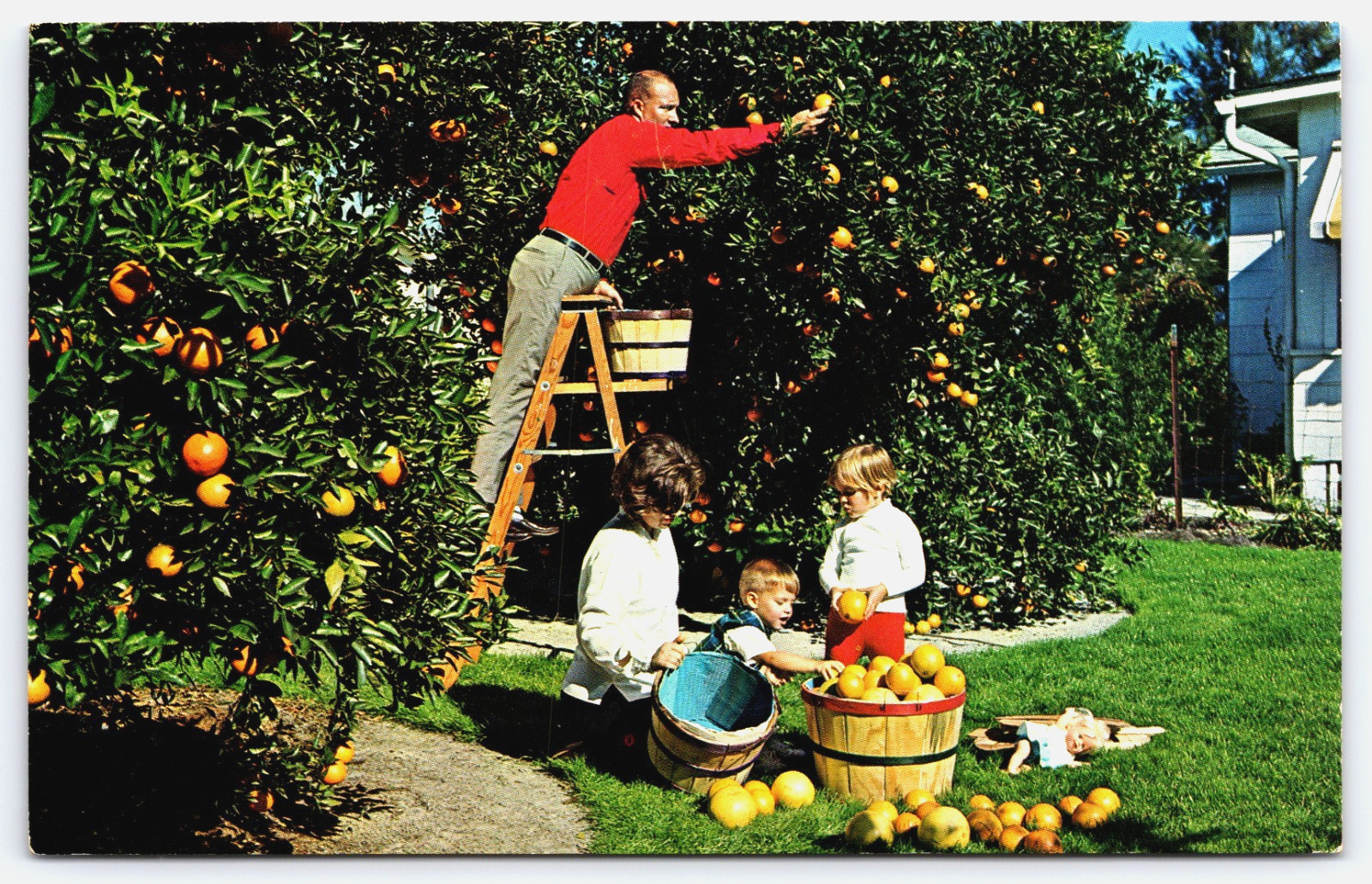 Florida Orange Grove Fruit Trees Home Family Man Children Vintage Photo Postcard