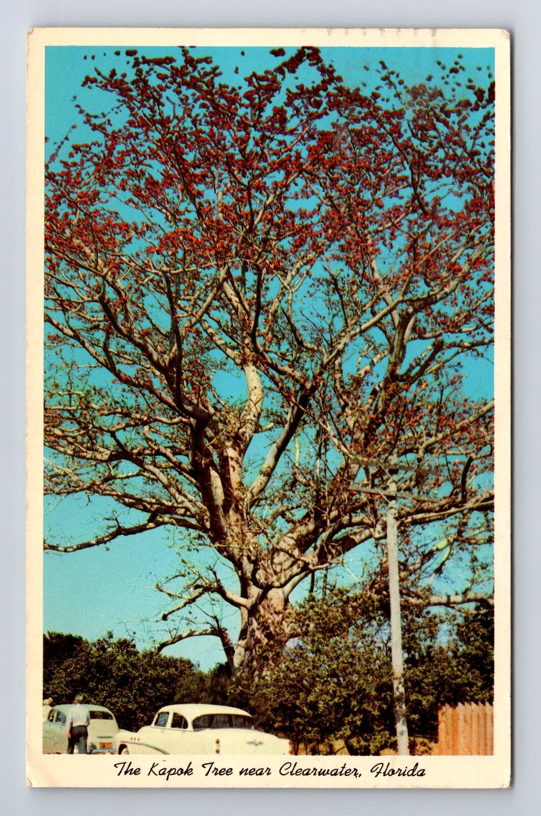 Clearwater FL-Florida, Kapok Tree Near Road #593, Vintage c1963 Postcard