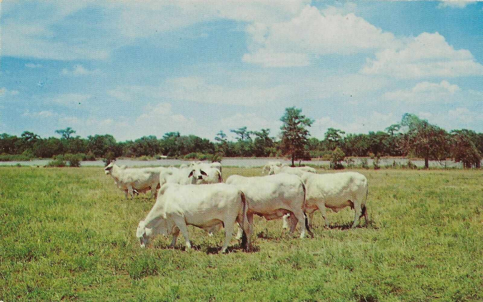 Postcard TX Hungerford Brahmin Cattle J.D. Hudgins Ranch Wharton County c50s-70s