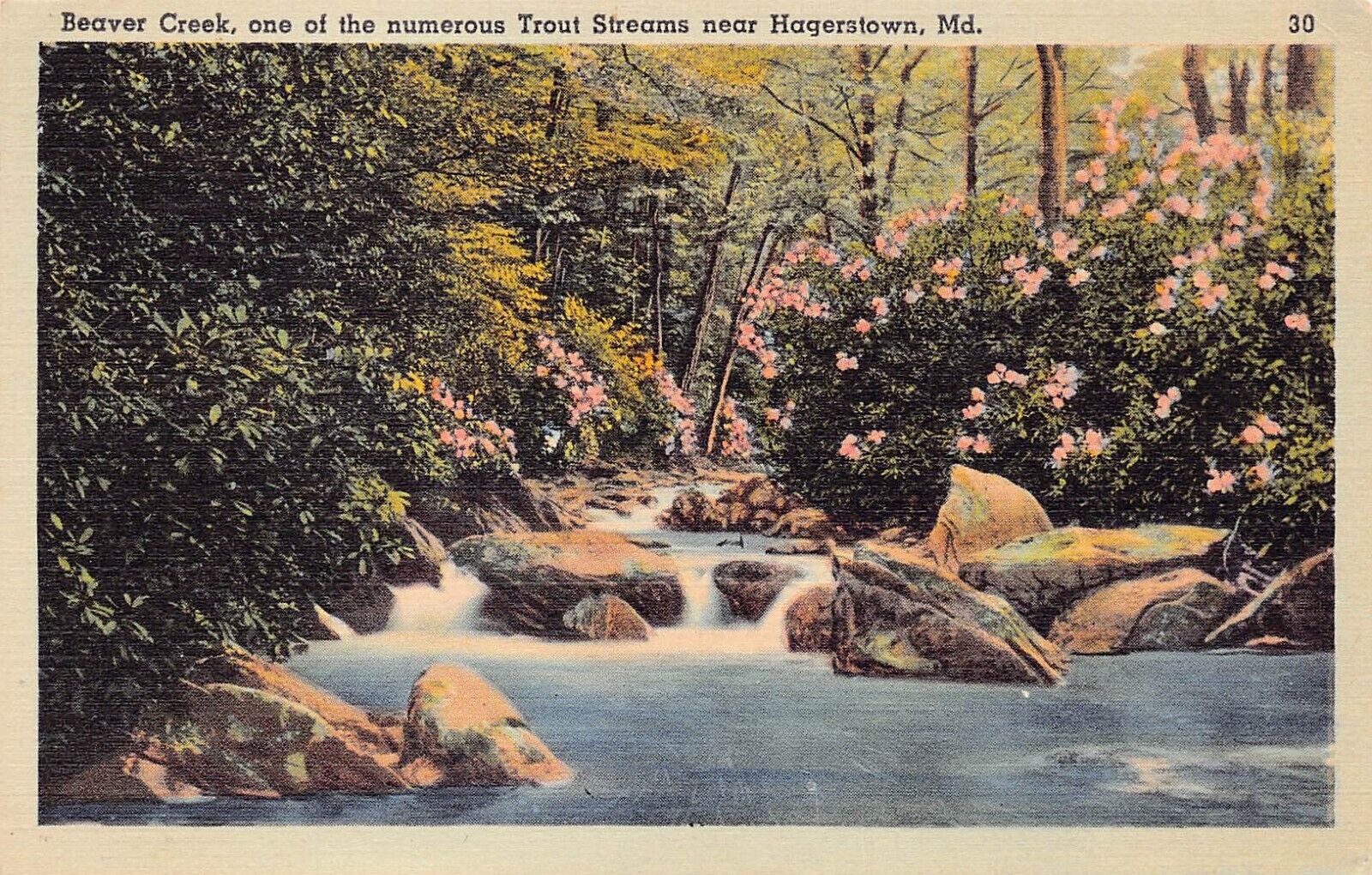 Hagerstown MD Maryland Beaver Creek Brown Trout Stream Fishing Vtg Postcard D4