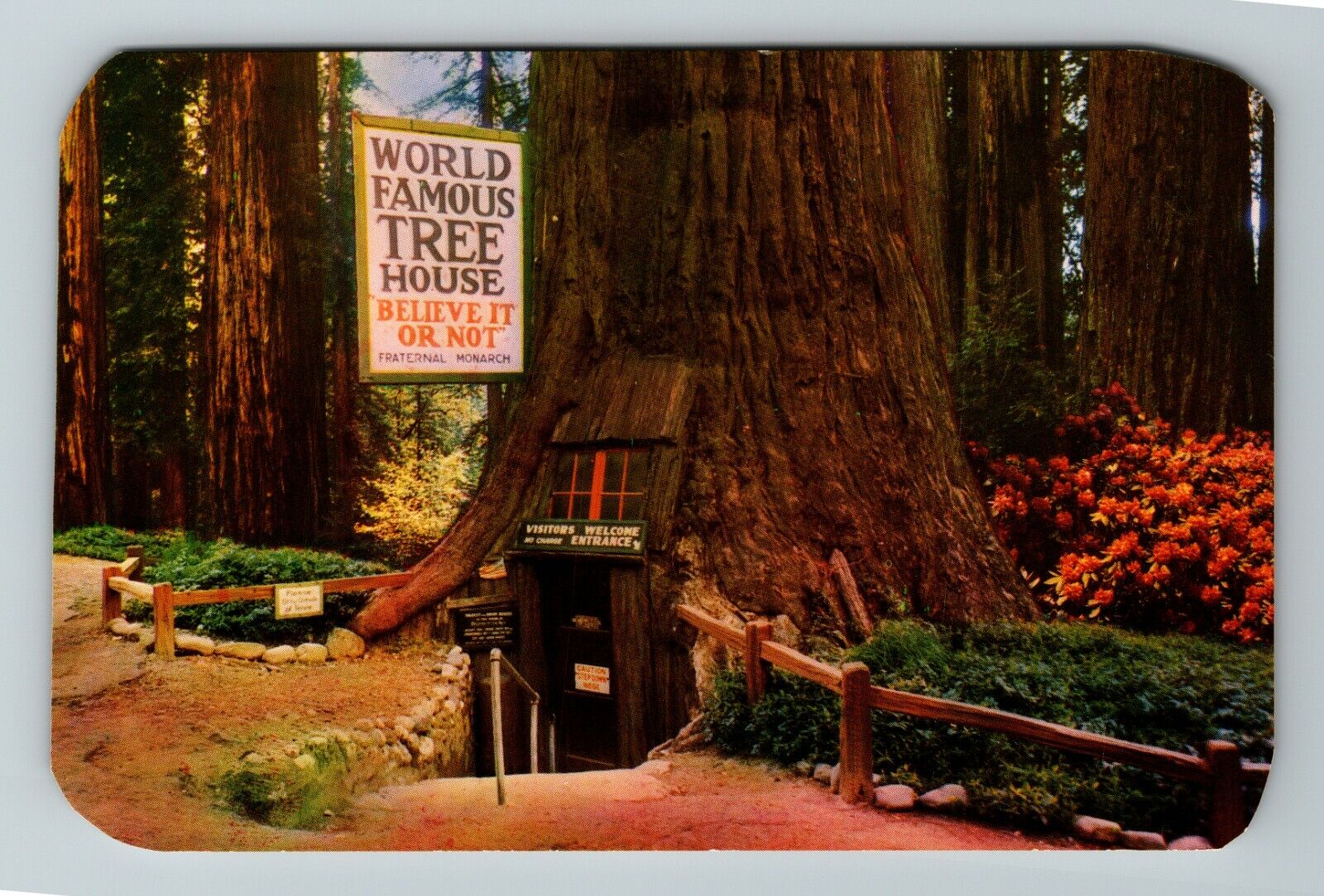 Laytonville CA-California, World Famous Tree House, Vintage Postcard
