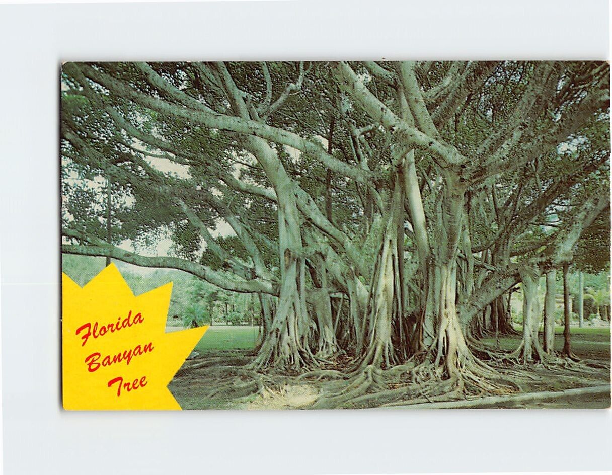 Postcard Florida Banyan Tree, Florida
