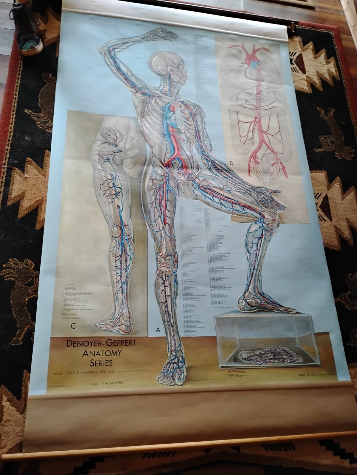 Vintage Anatomy Chart Denoyer Geppert Series 43\ Vintage Anatomy Chart Denoyer Geppert Series 43\