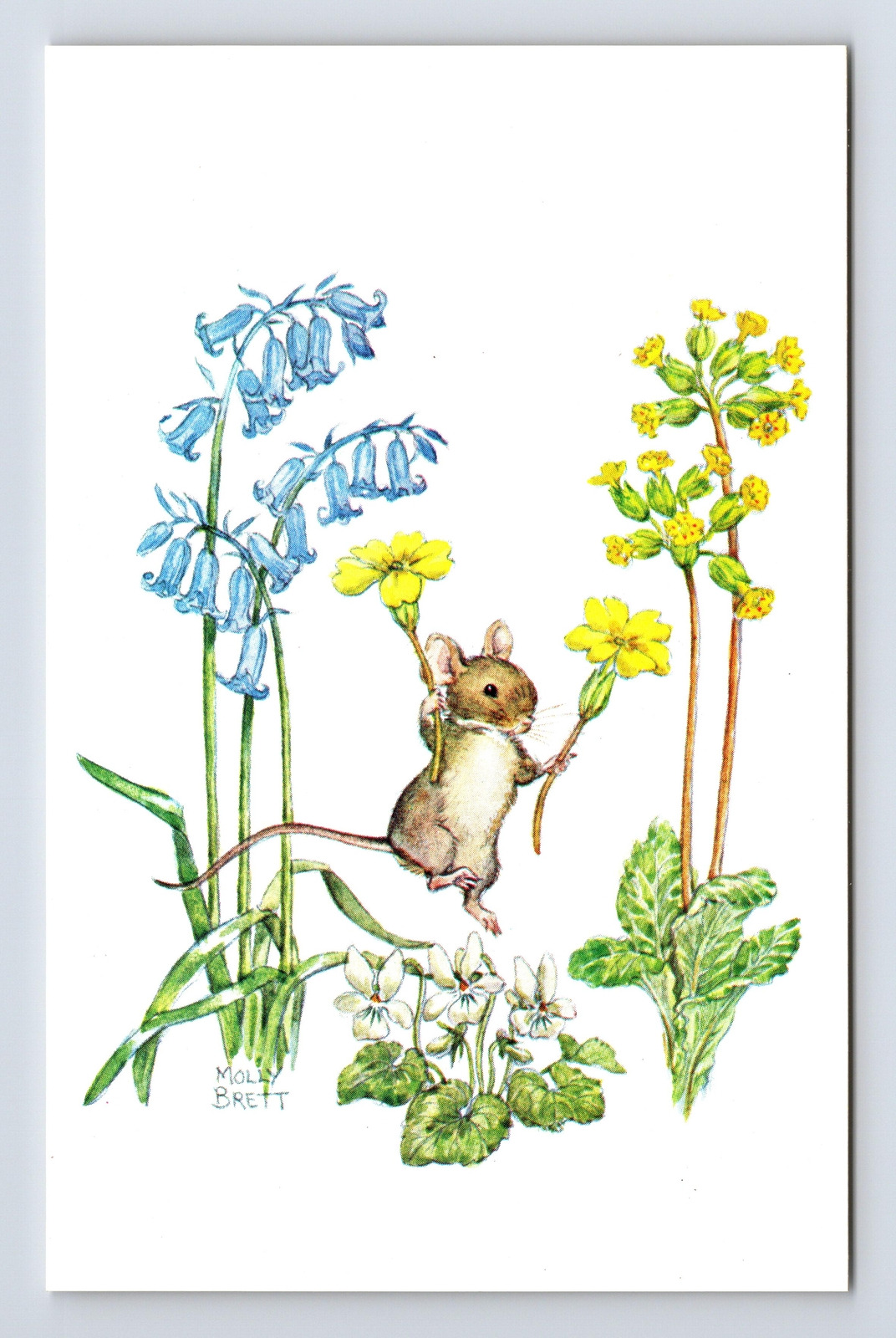 Spring Is Here By Artist Molly Brett Mouse & Flowers Chrome Postcard