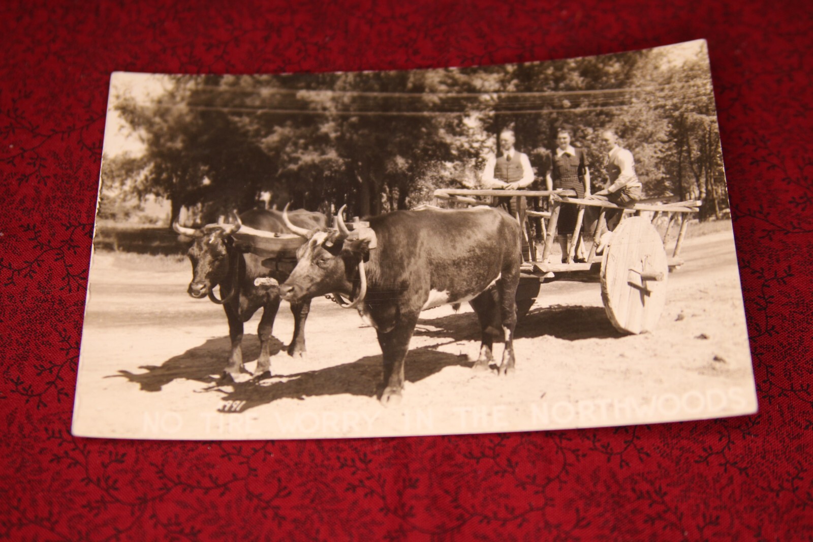 No Tire Worry in the Northwoods Postcard - RPPC (People in Wagon Pulled by Ox)