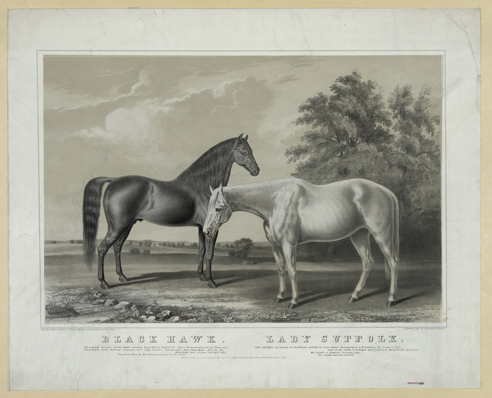 Black Hawk Pony Summer Vintage 1855 Horse Photo Reprint Wall Art Black Hawk Pony Summer Vintage 1855 Horse Photo Reprint Wall Art
