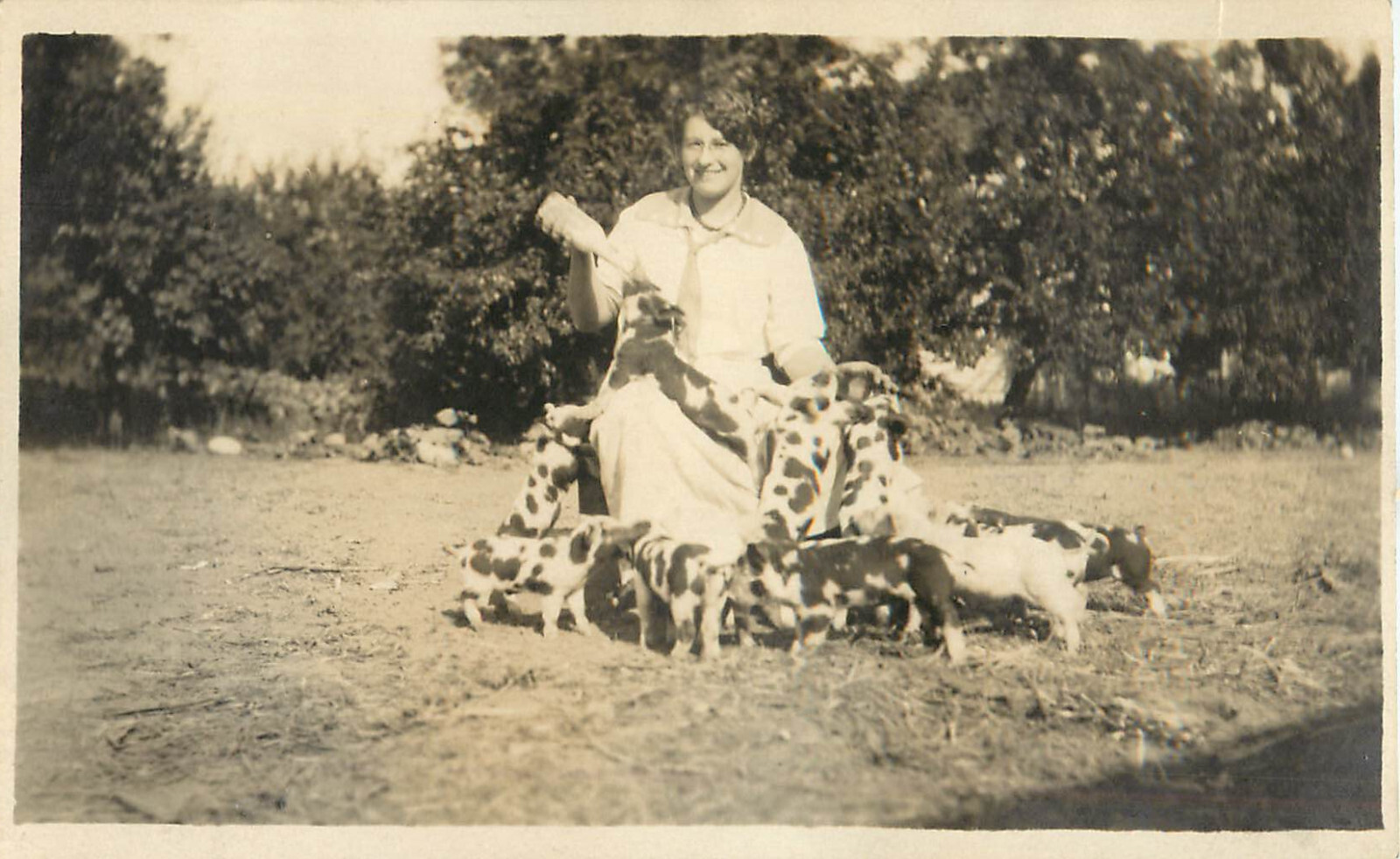 RPPC Postcard Woman Feeding  Spotted Pigs Gloucestershire Old Spots Piglets