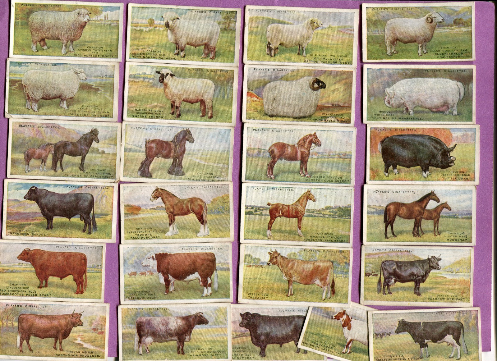 1915 JOHN PLAYER & SONS BRITISH LIVESTOCK 25 TOBACCO CARD SET