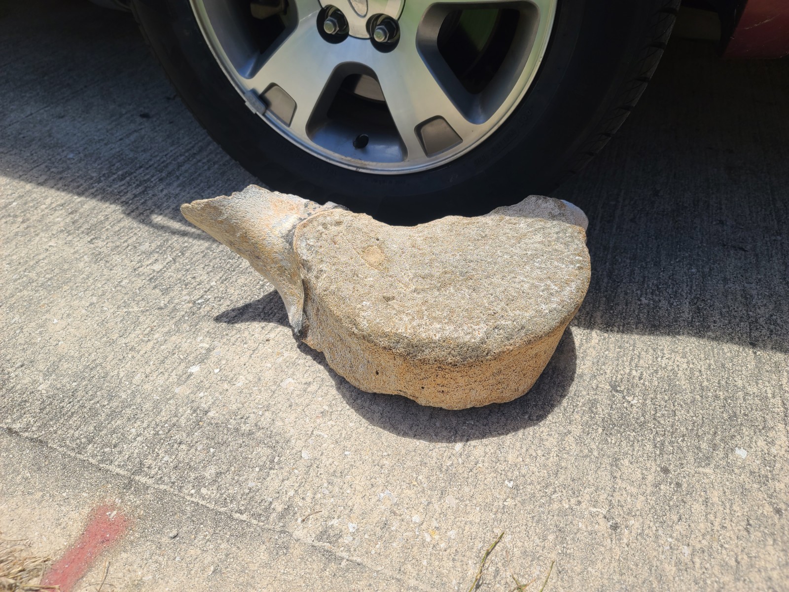 Massive Old Whale Vertebrae Specimen 2.4 Inch” Authentic Bone Private Collection