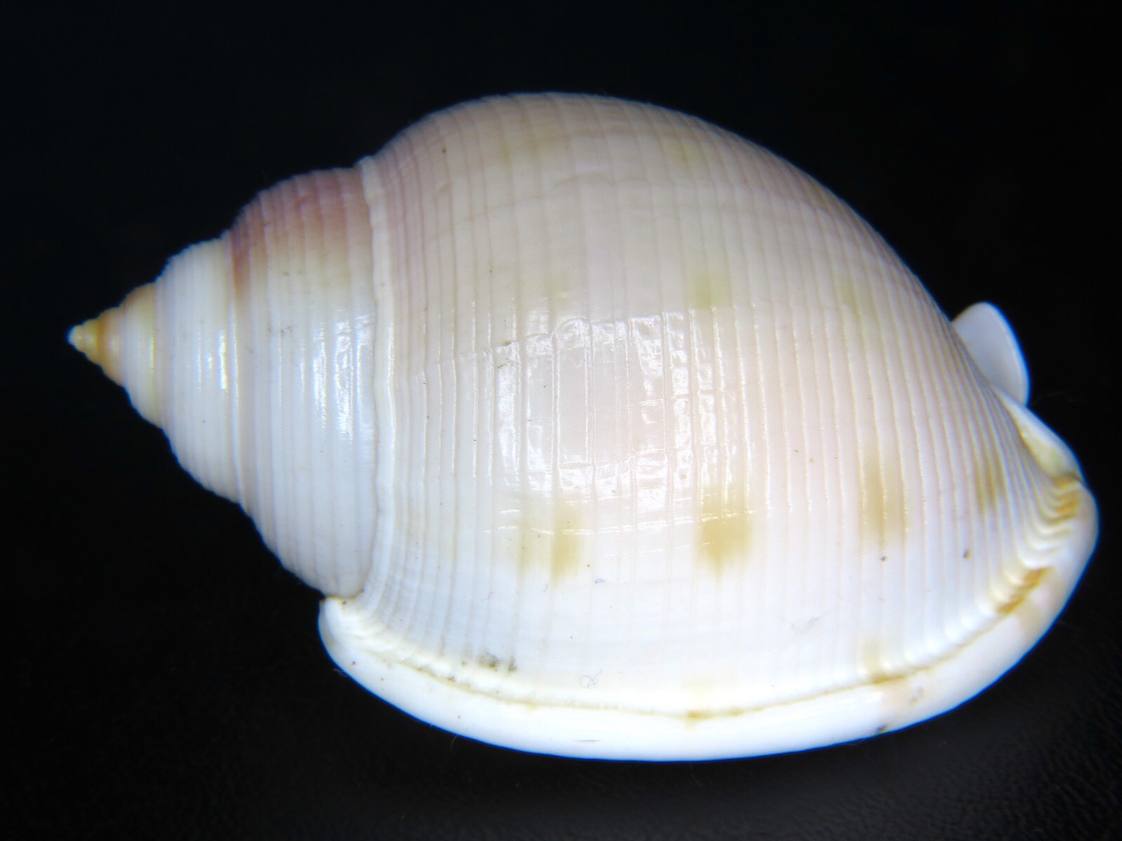 SEMICASSIS BISULCATA PERSIMILIS: RARELY OFFERED CASSIS @ 63.94MM BIGGEST ON EBAY