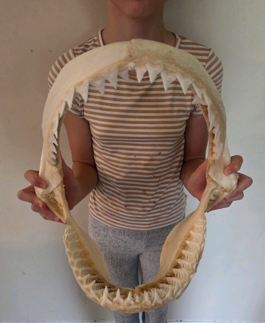 Monster Bull SHARK JAW Professionally Cleaned. 12 inches of real shark jaws Monster Bull SHARK JAW Professionally Cleaned. 12 inches of real shark jaws