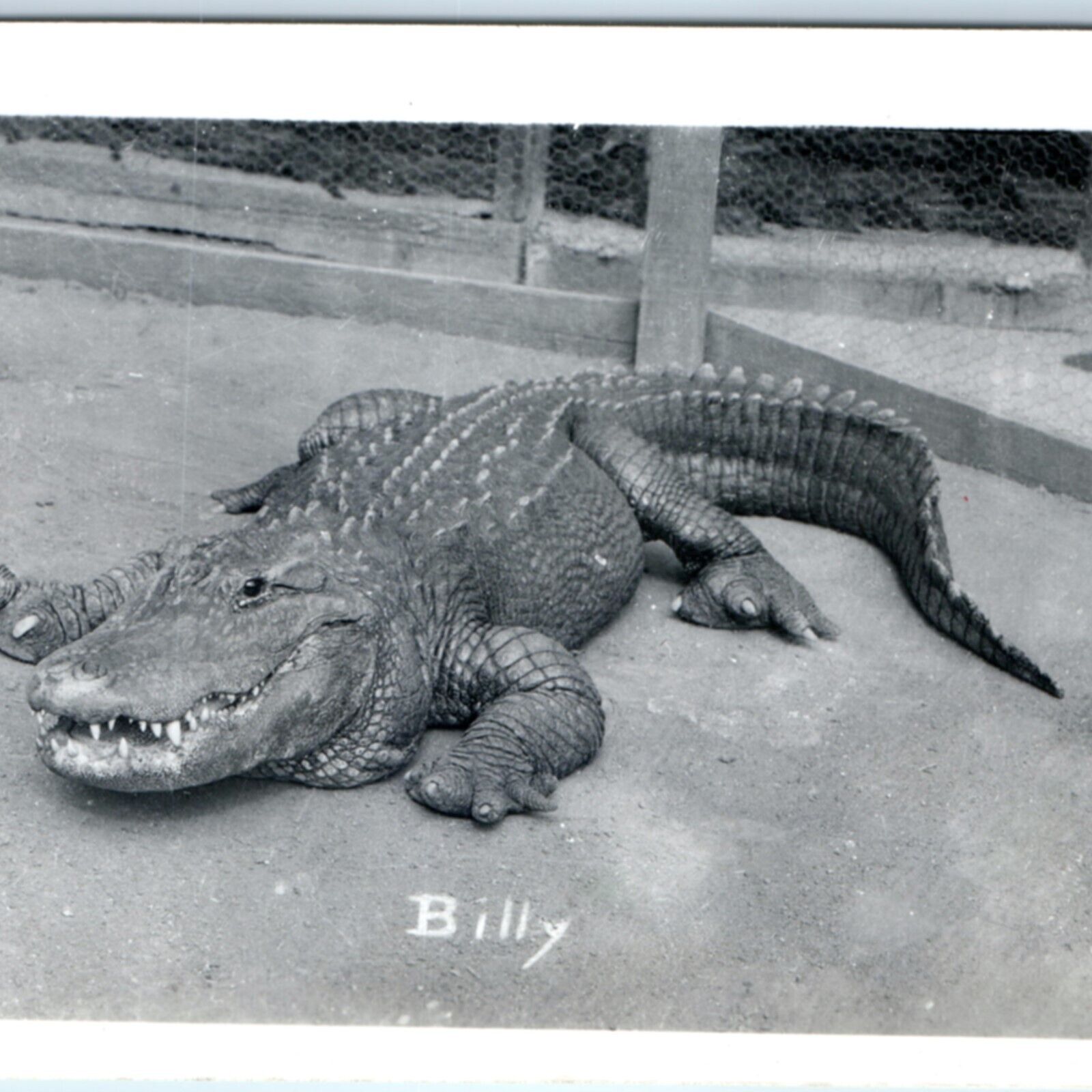 c1950s Los Angeles, CA Billy Alligator RPPC Cali Farm Celebrity Real Photo A130