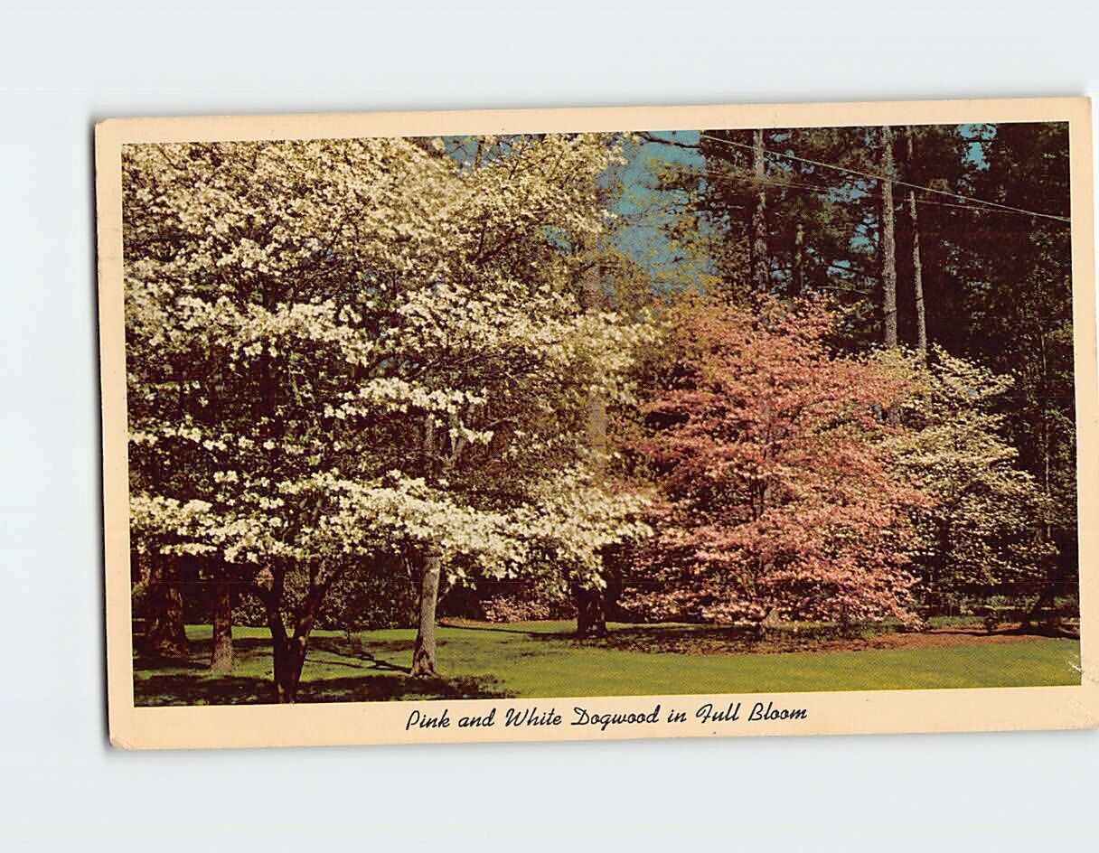Postcard Pink And White Dogwood In Full Bloom USA