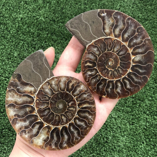 250g+ A Pair Natural Crystal ammonite fossil conch specimen Reiki healing gift