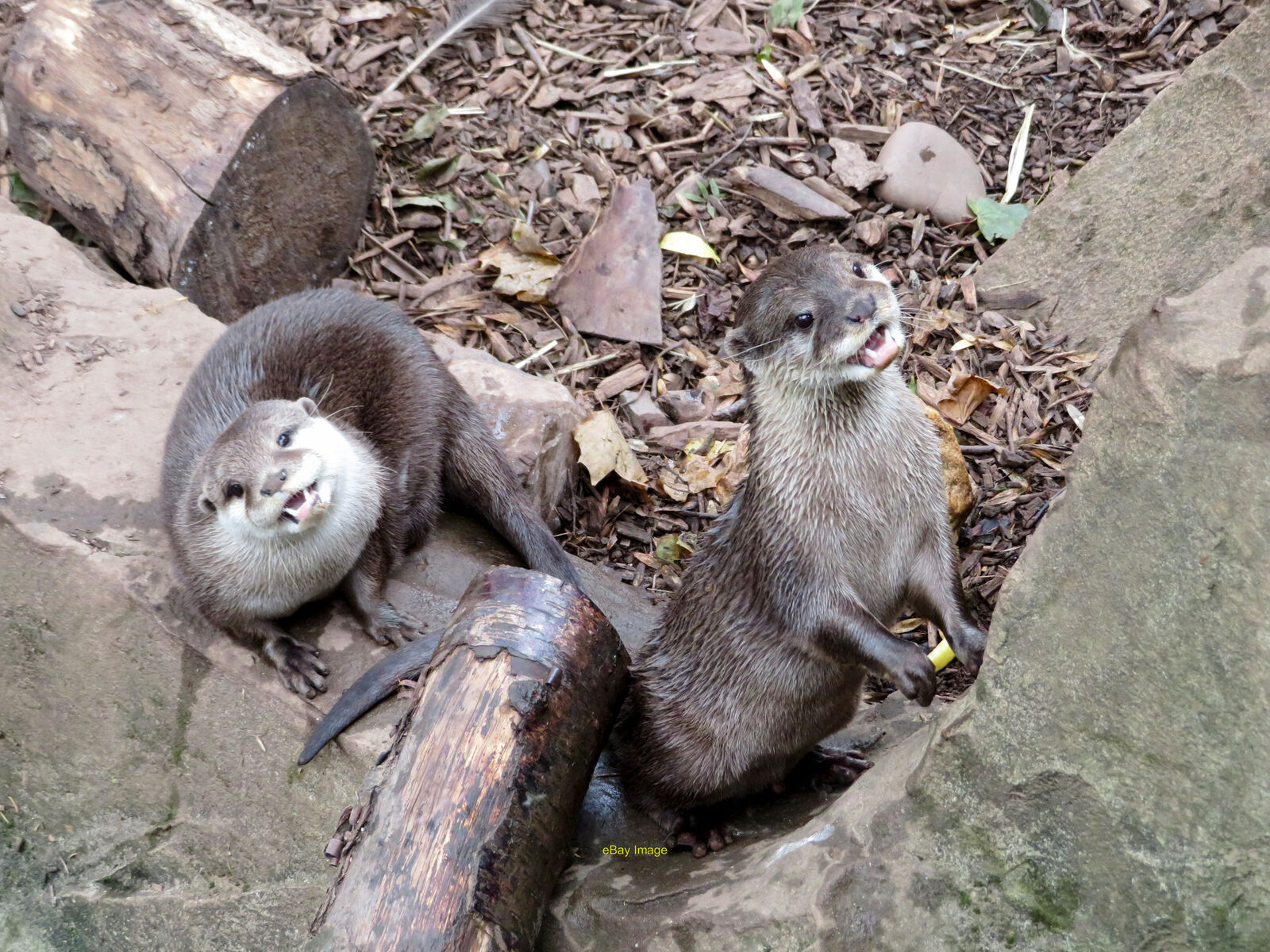 Photo 12x8 Otters at Tropiquaria  c2018