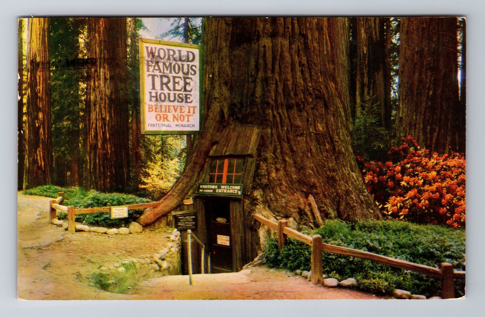 Laytonville CA-California, Famous Tree House, c1957 Antique Vintage Postcard