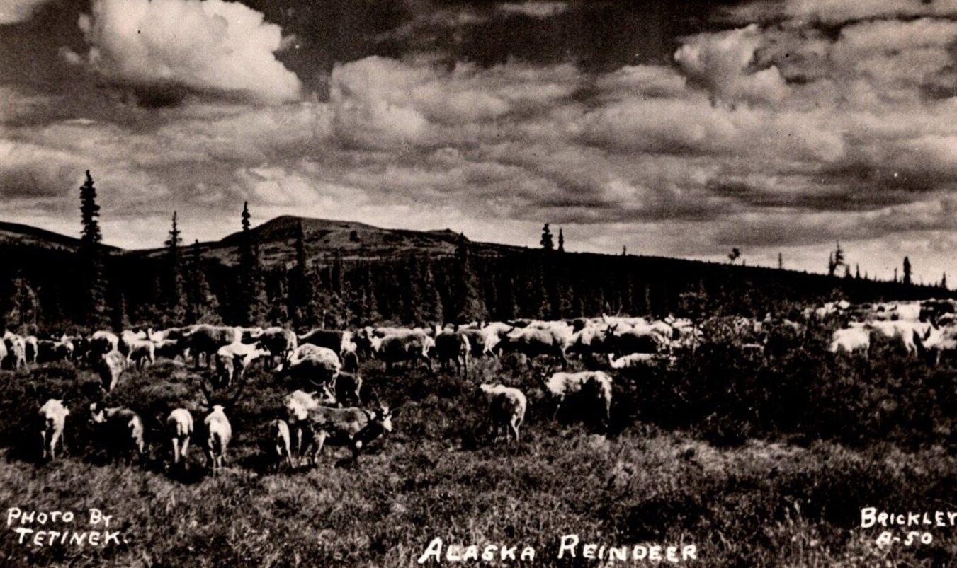 c1951 RPPC Alaska Reindeer Grazing Landscape, Tetinek Photo Vintage Postcard 1c