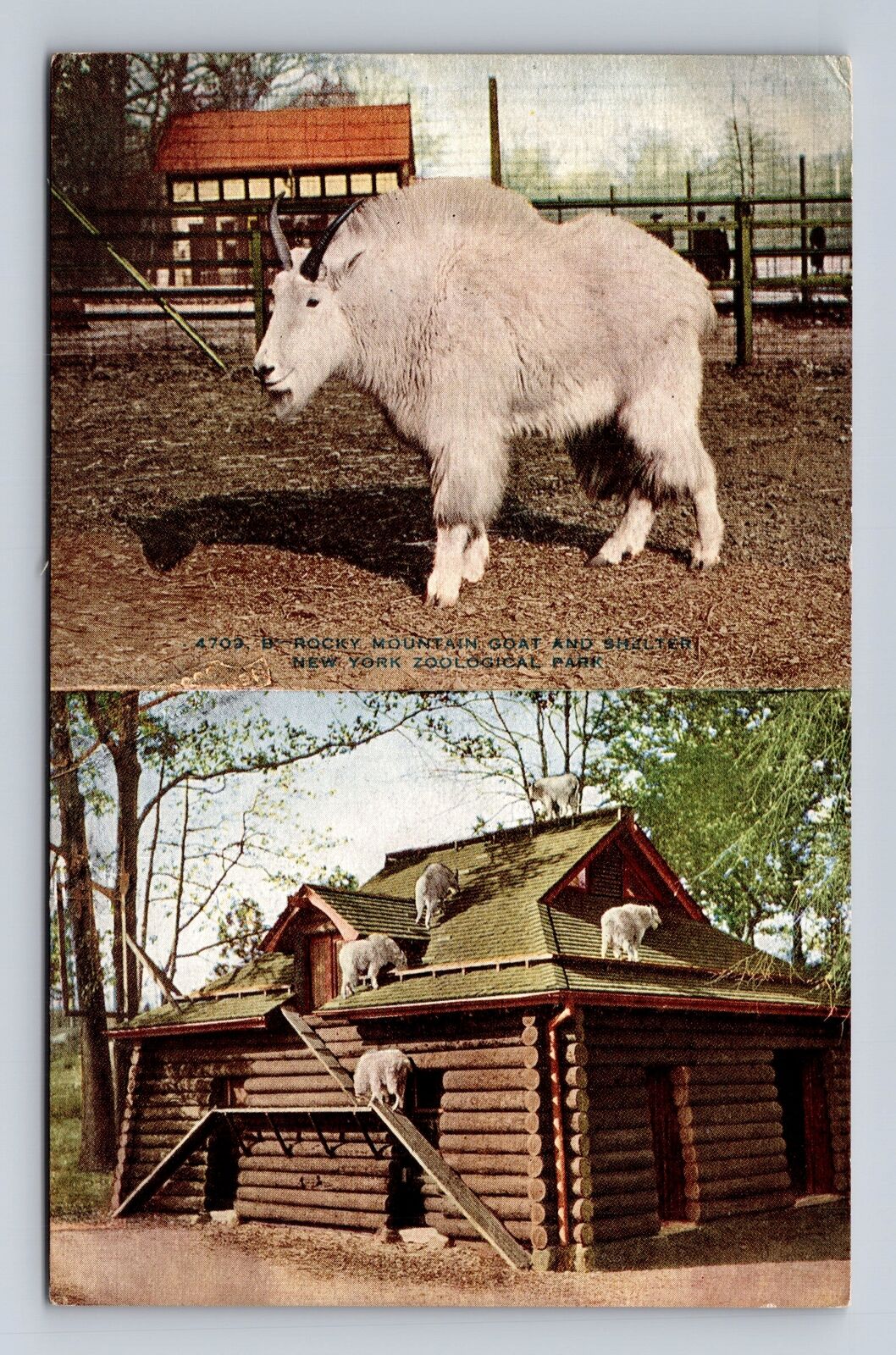 Animals - Mountain Goats, Shelter, New York Zoological Park, Vintage Postcard