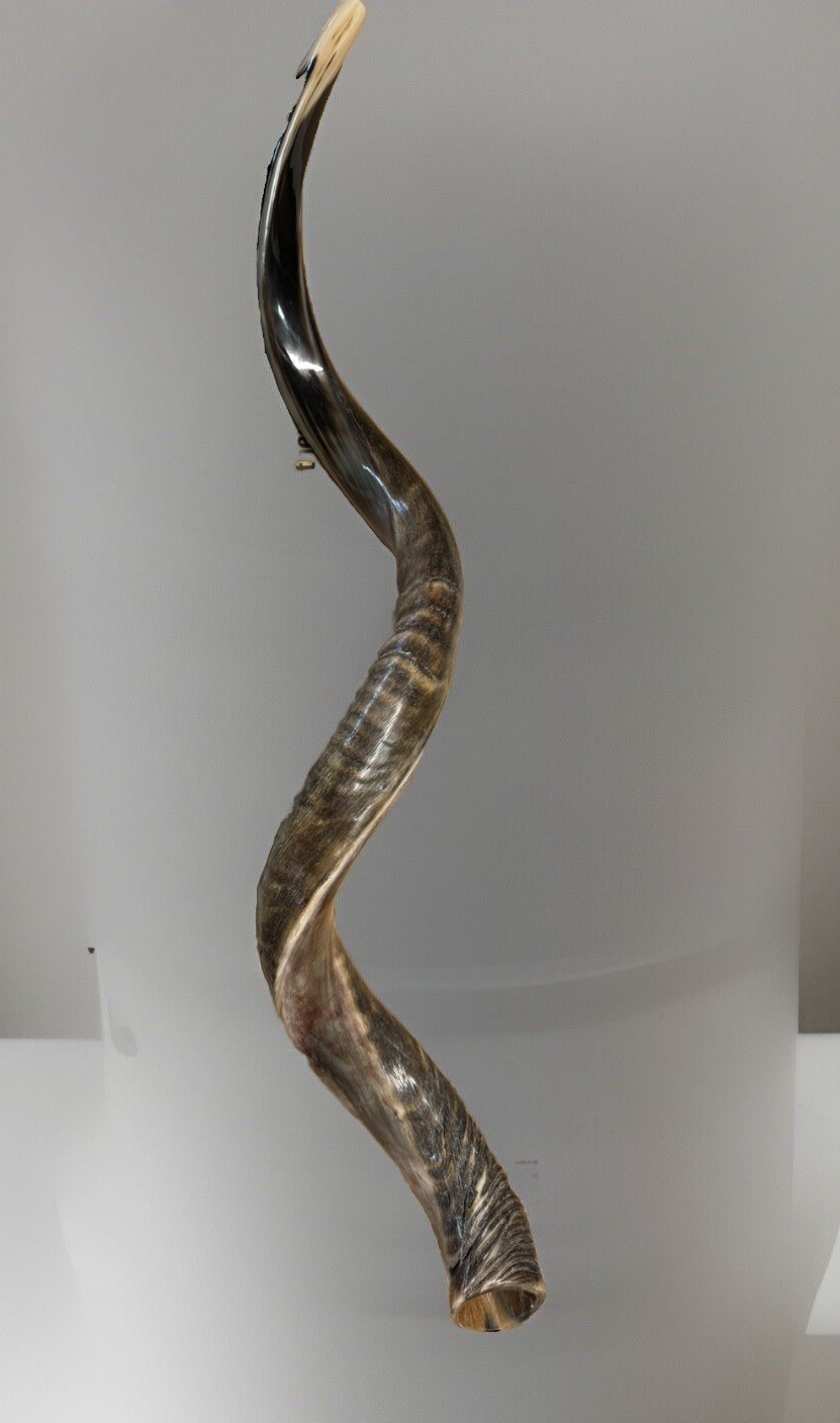 Shofar Yemenite Kudu Horn XXL 44”-48” New Natural KOSHER Made USA Shofar Yemenite Kudu Horn XXL 44”-48” New Natural KOSHER Made USA
