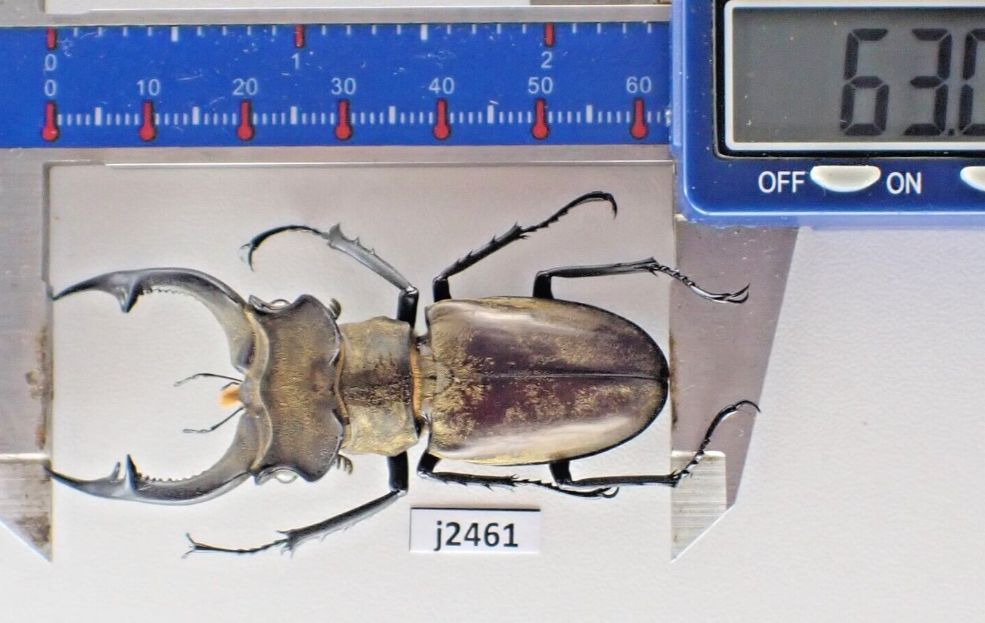 j2461. Insects, Lucanidae: Lucanus Nobilis. Vietnam North. 63mm?