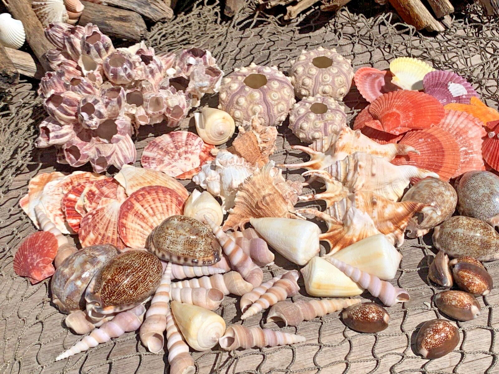 Huge Assortment Decorative Seashells Barnacle Sea Shells Best Price 