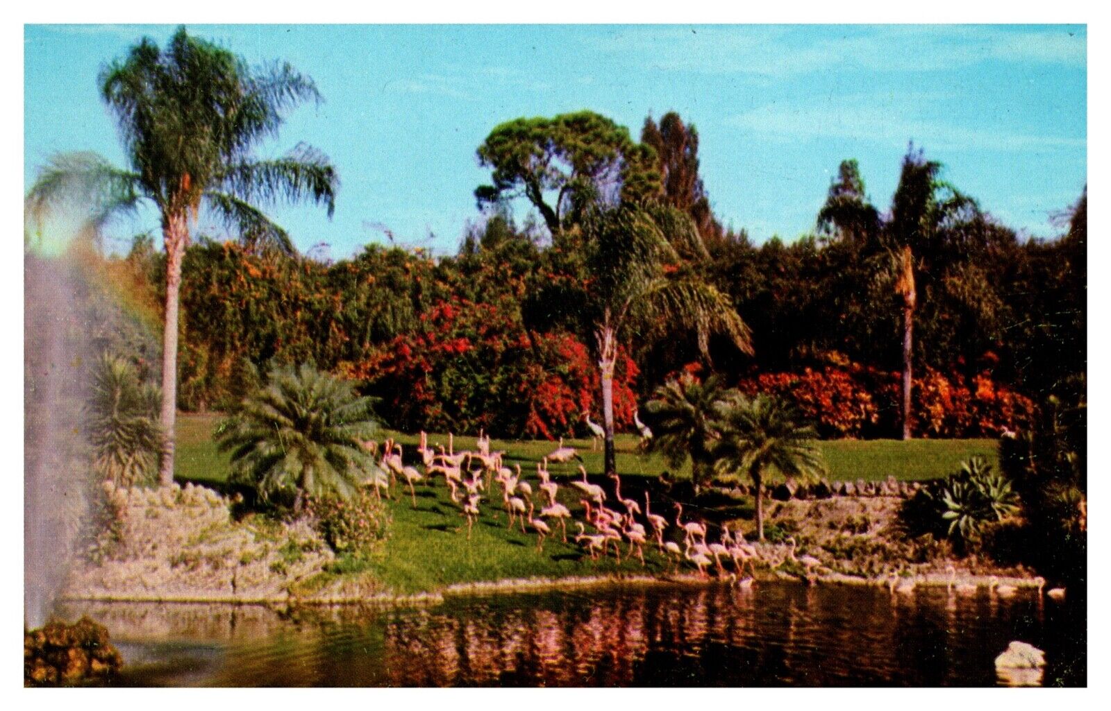 Miami FL Florida Graceful Flamingos at Parrot Jungle Island Chrome Postcard