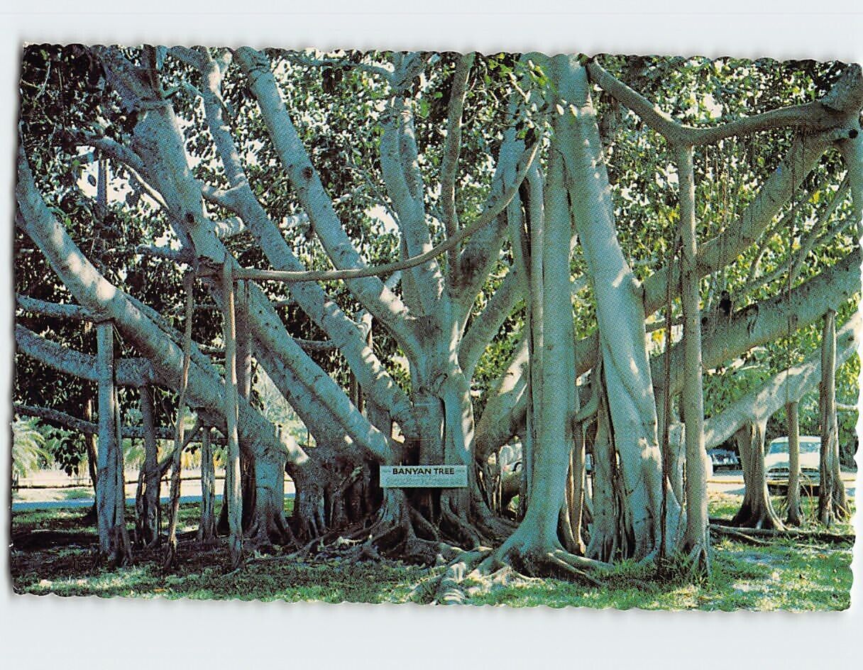 Postcard Banyan Tree, Florida