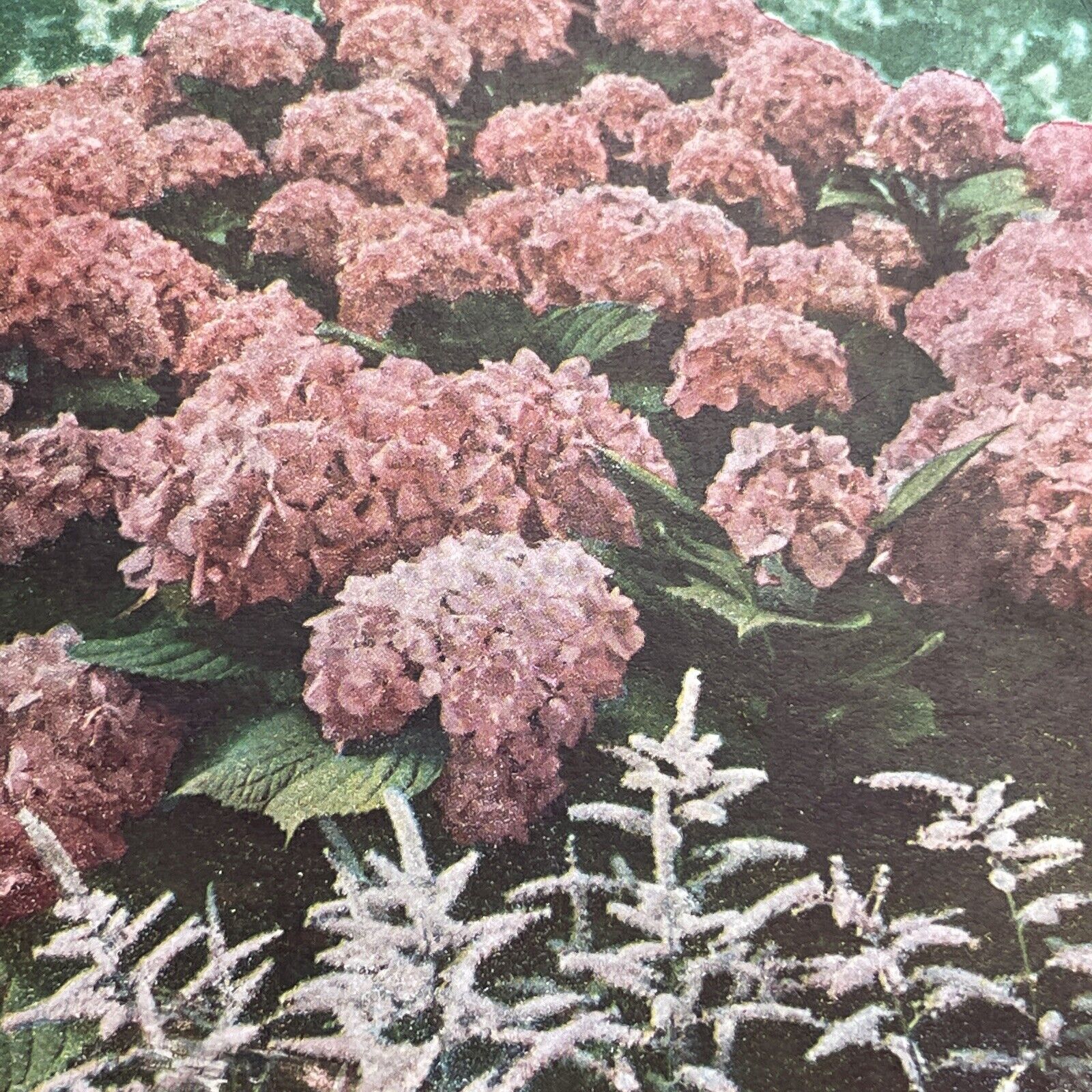 Antique 1899 Pink Hydrangea Blooms In Summer Stereoview Photo Card P1215