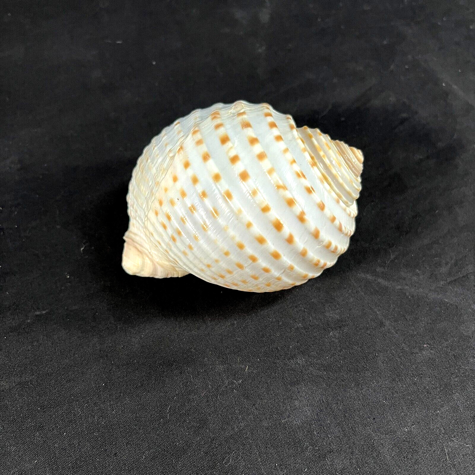 5 inch Tonna Tessellata, Spotted Tun Shell - seashell 5 inch Tonna Tessellata, Spotted Tun Shell - seashell