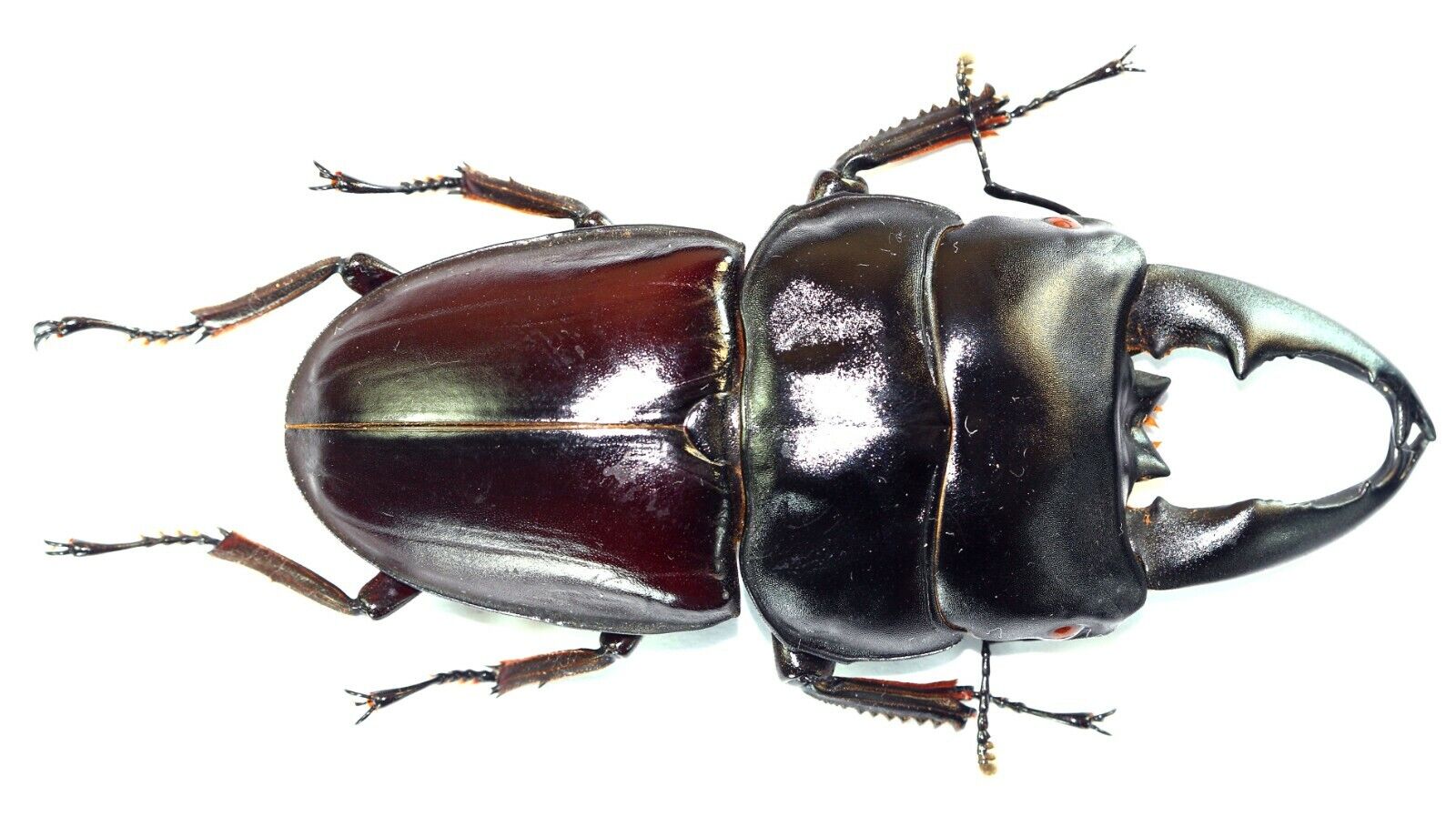 COLEOPTERA, LUCANIDAE, DORCUS ALCIDES large from INDONESIA