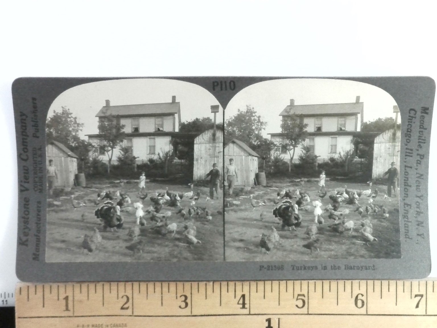 Turkeys Barnyard Stereoview Keystone View Co. 1900s Rural Life USA