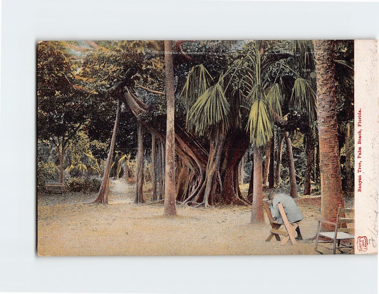 Postcard Banyan Tree Palm Beach Florida USA