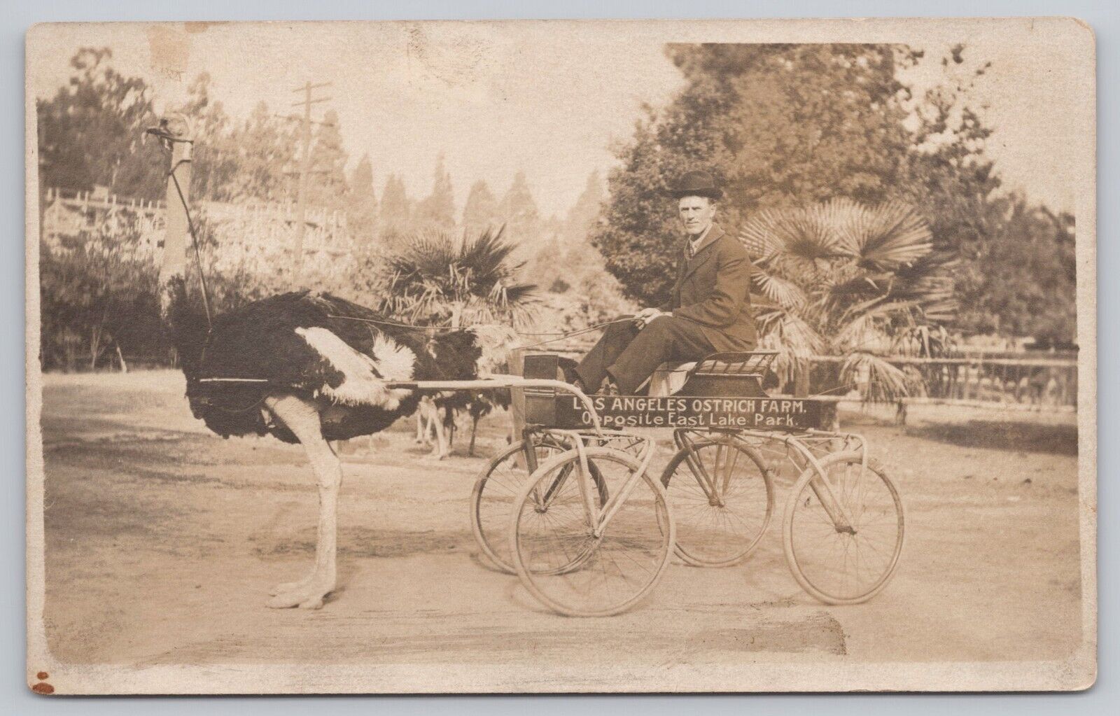 Los Angeles California, Ostrich Farm Cart, Vintage RPPC Real Photo Postcard