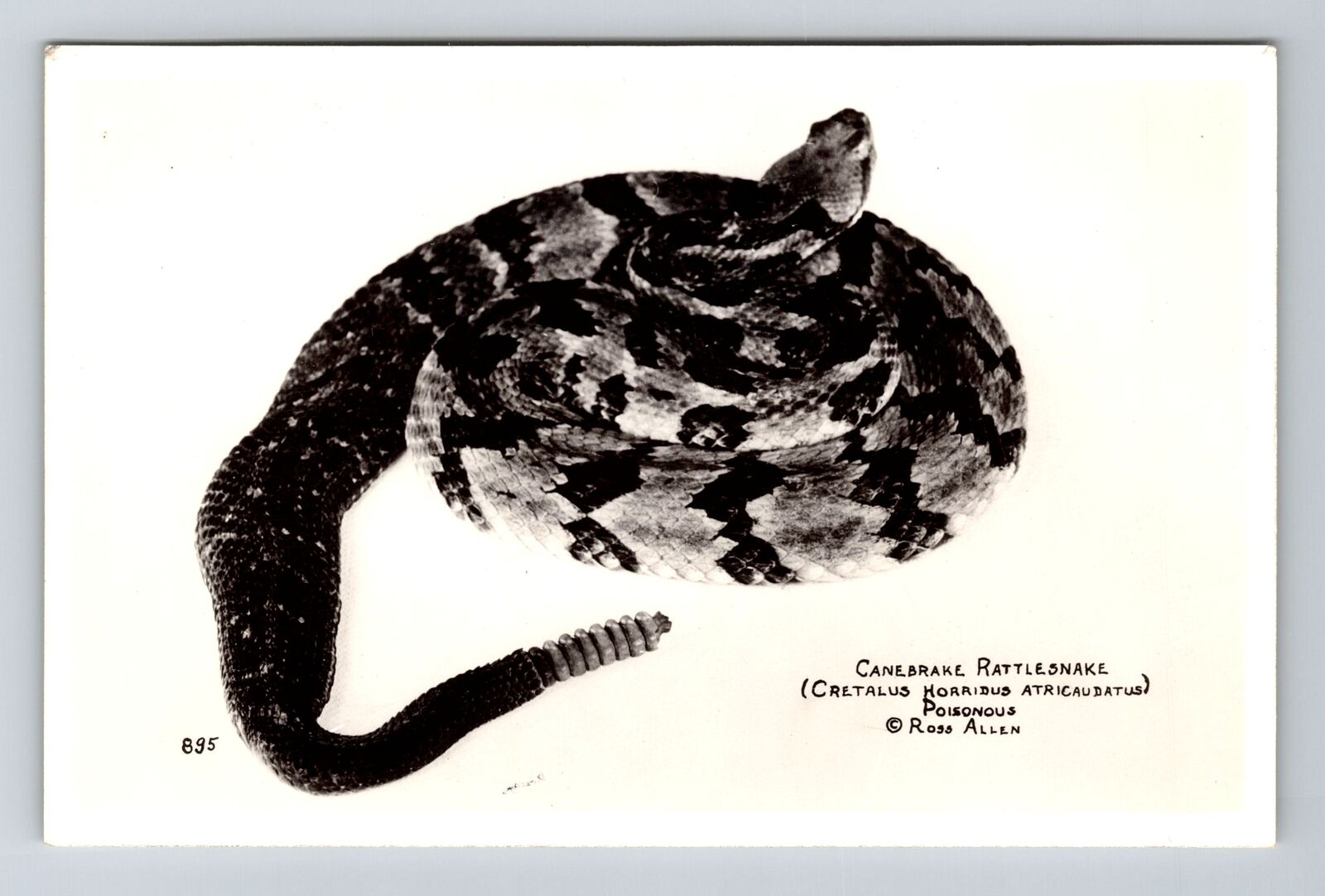 Silver Springs FL, RPPC Canebrake Rattlesnake Reptile Institute Vintage Postcard