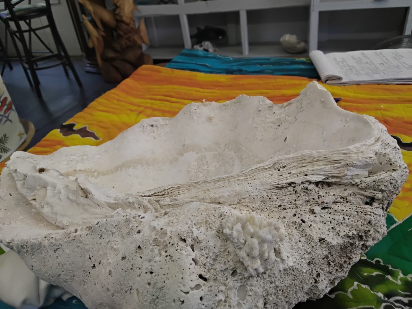 Giant Clam Shell ~ 17\ Giant Clam Shell ~ 17\