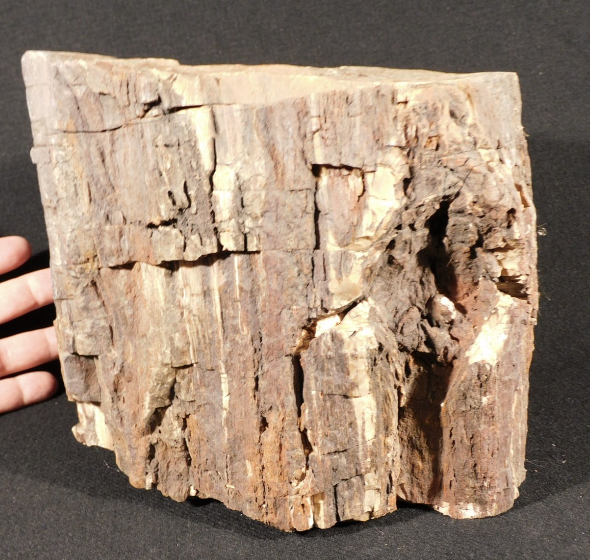 Nice BARK BIG Petrified WOOD ROLLER Fossil From JURASSIC Utah 9339gr Nice BARK BIG Petrified WOOD ROLLER Fossil From JURASSIC Utah 9339gr