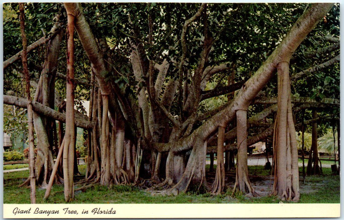 Postcard - Giant Banyan Tree in Florida