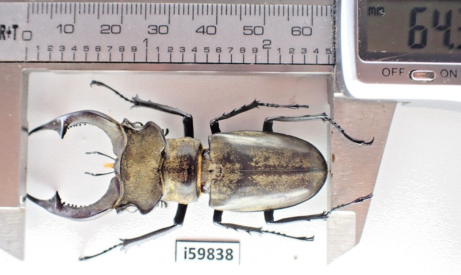 i59838. Insects, Lucanidae: Lucanus nobilis. Vietnam North. 64mm?