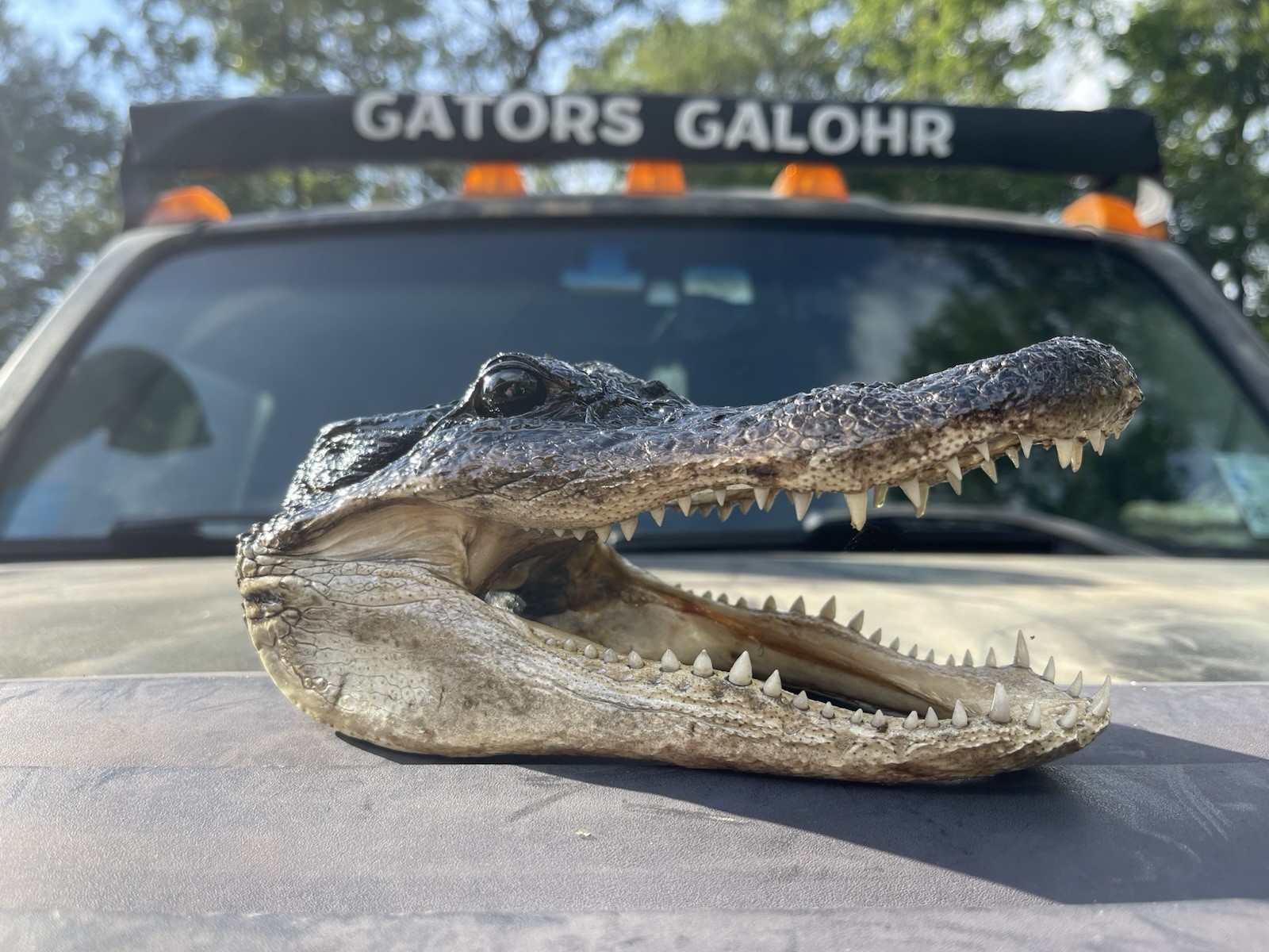 American Alligator Head 5-6 Inches Genuine Documentation Included