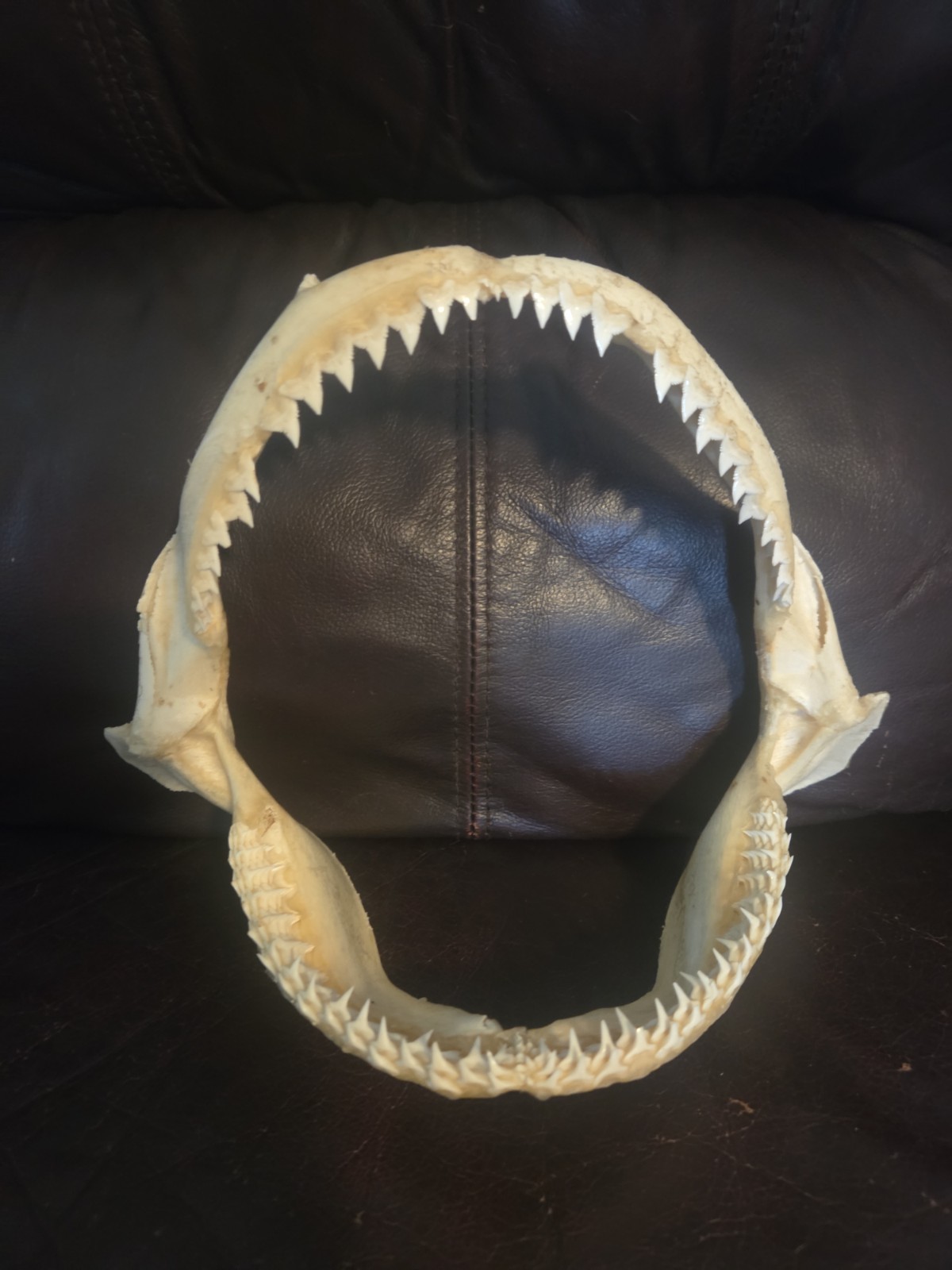 Monster Bull SHARK JAW Professionally Cleaned. 8 inches of real shark jaws Monster Bull SHARK JAW Professionally Cleaned. 8 inches of real shark jaws