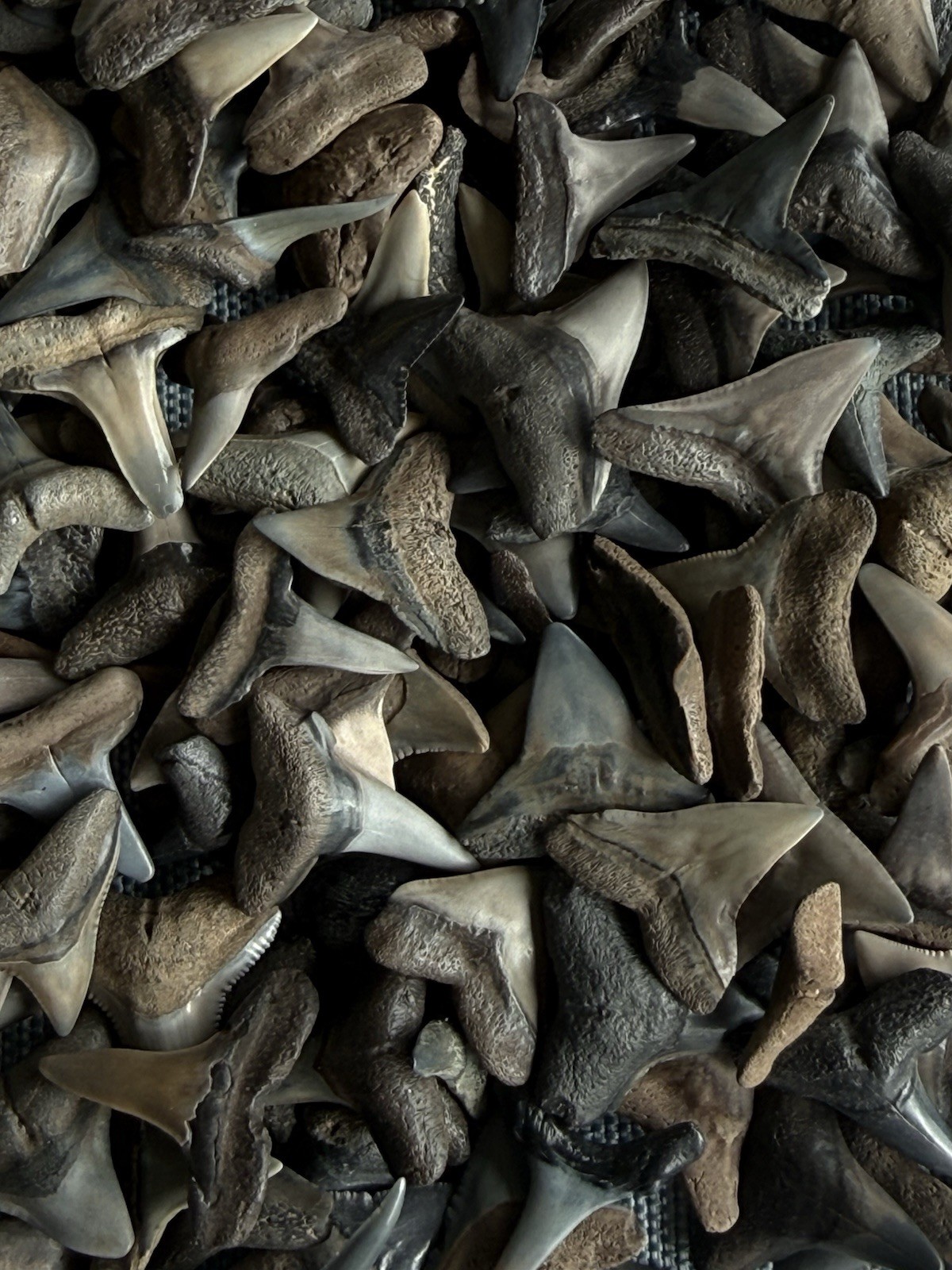Lot of 25 fossilized 1/2 - 5/8 inch shark teeth from the Myakka river Venice Fl.