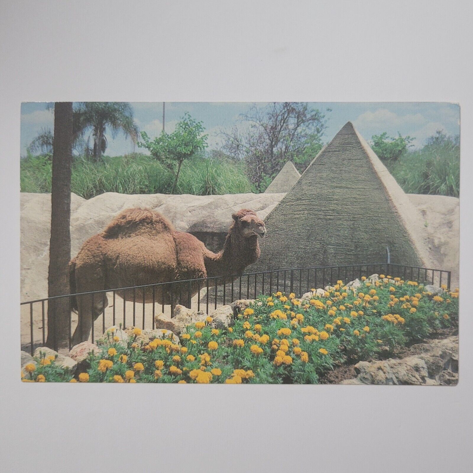 Cypress Gardens FL Florida Camel Critter Encounters Vintage Chrome Postcard