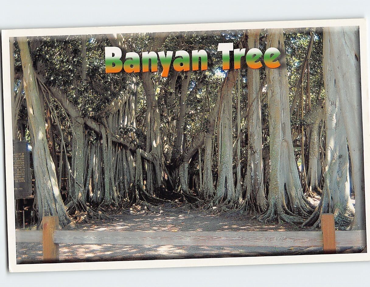 Postcard Banyan Tree, Florida