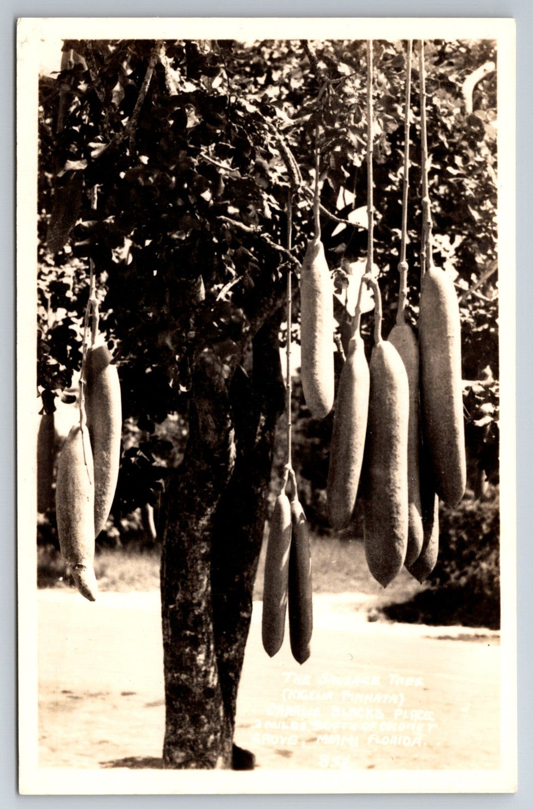 Postcard Vintage FL Miami Real Photo Sausage Tree RPPC ~9835 Postcard Vintage FL Miami Real Photo Sausage Tree RPPC ~9835