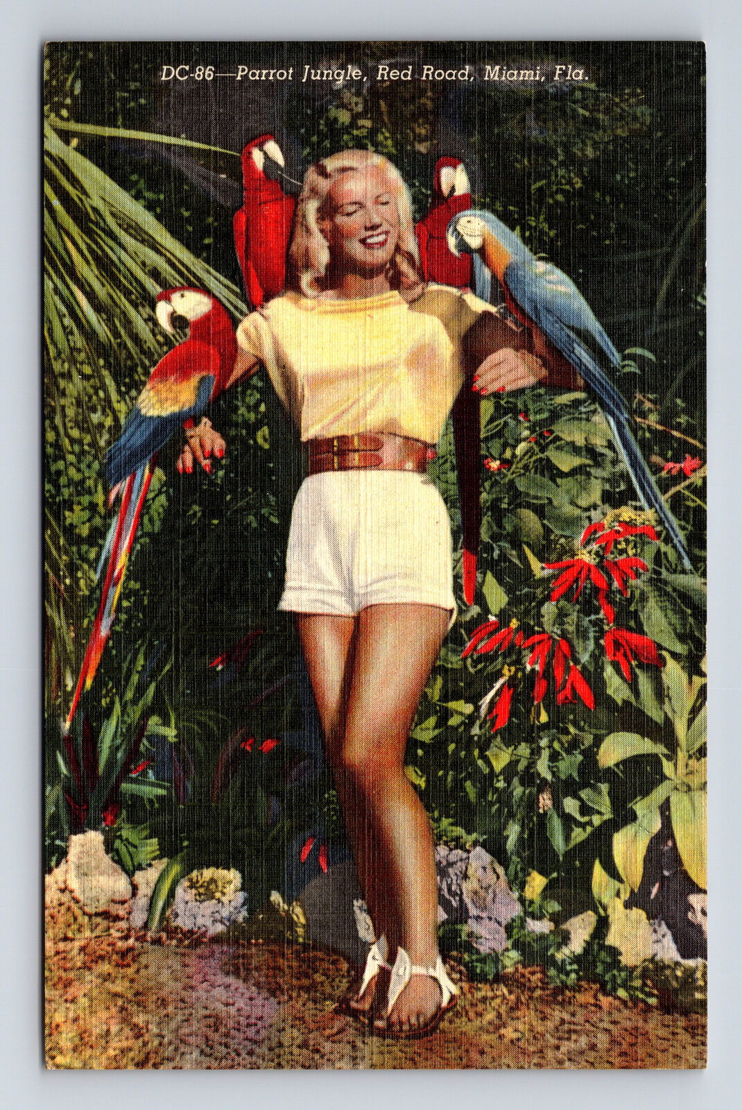 Beautiful Lady at Parrot Jungle Map Rear Miami FL Florida Carmel Wilson Postcard