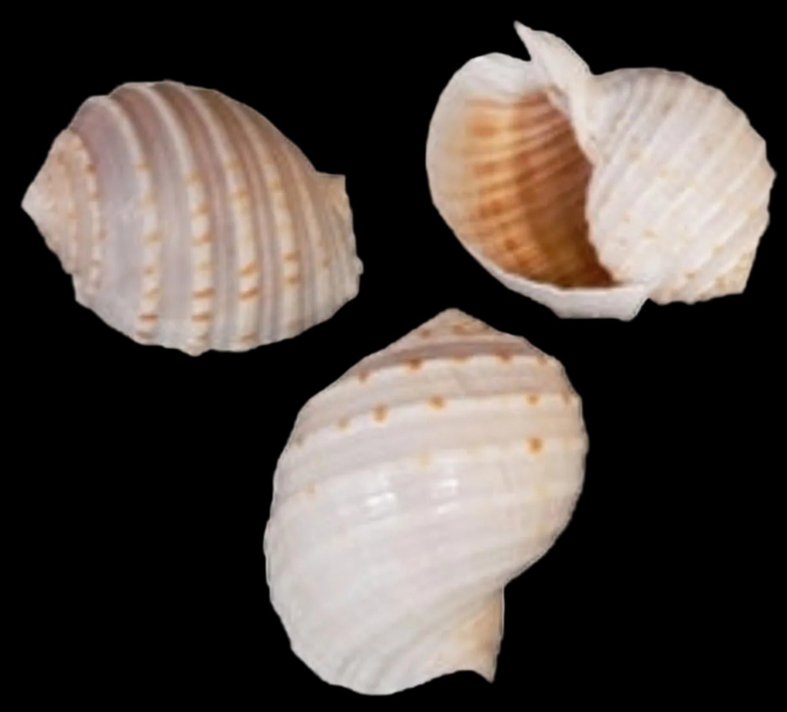 Tonna Tessalata Shell measuring  3 to 4\