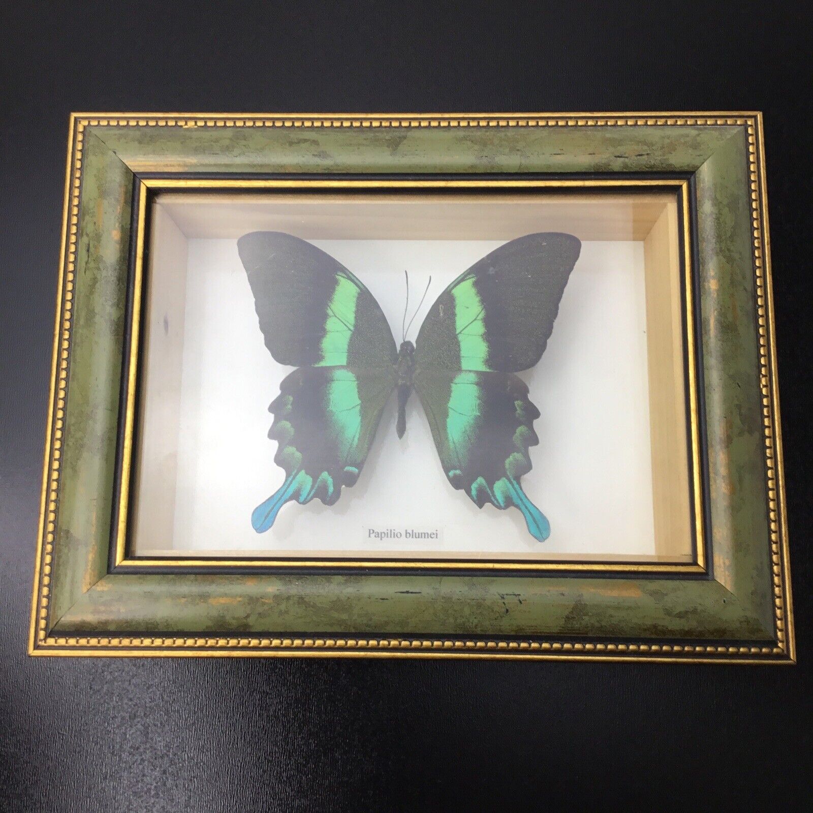 VTG The Real Peacock Butterly Wood Frame 9\'\'x7\'\' Inches.Fast ship