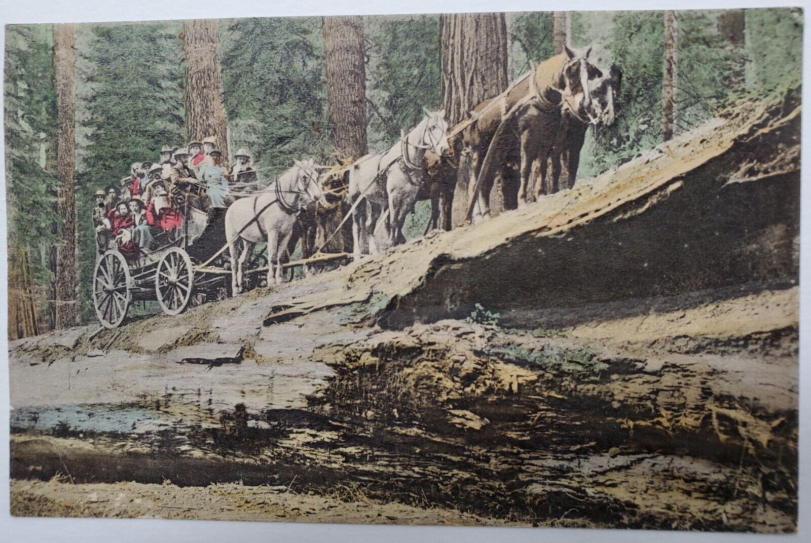 Wawona, CA The Fallen Monarch Mariposa Grove Horses & Wagon Antique Postcard X8