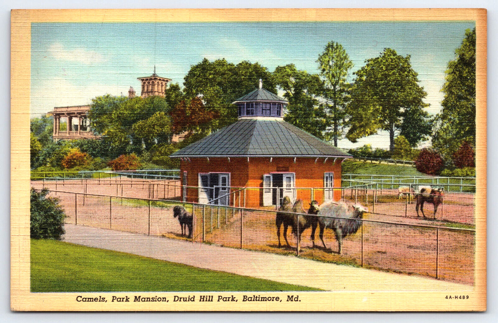 Baltimore MD-Maryland, Druid Hill Park, Park Mansion, Camels, Vintage Postcard